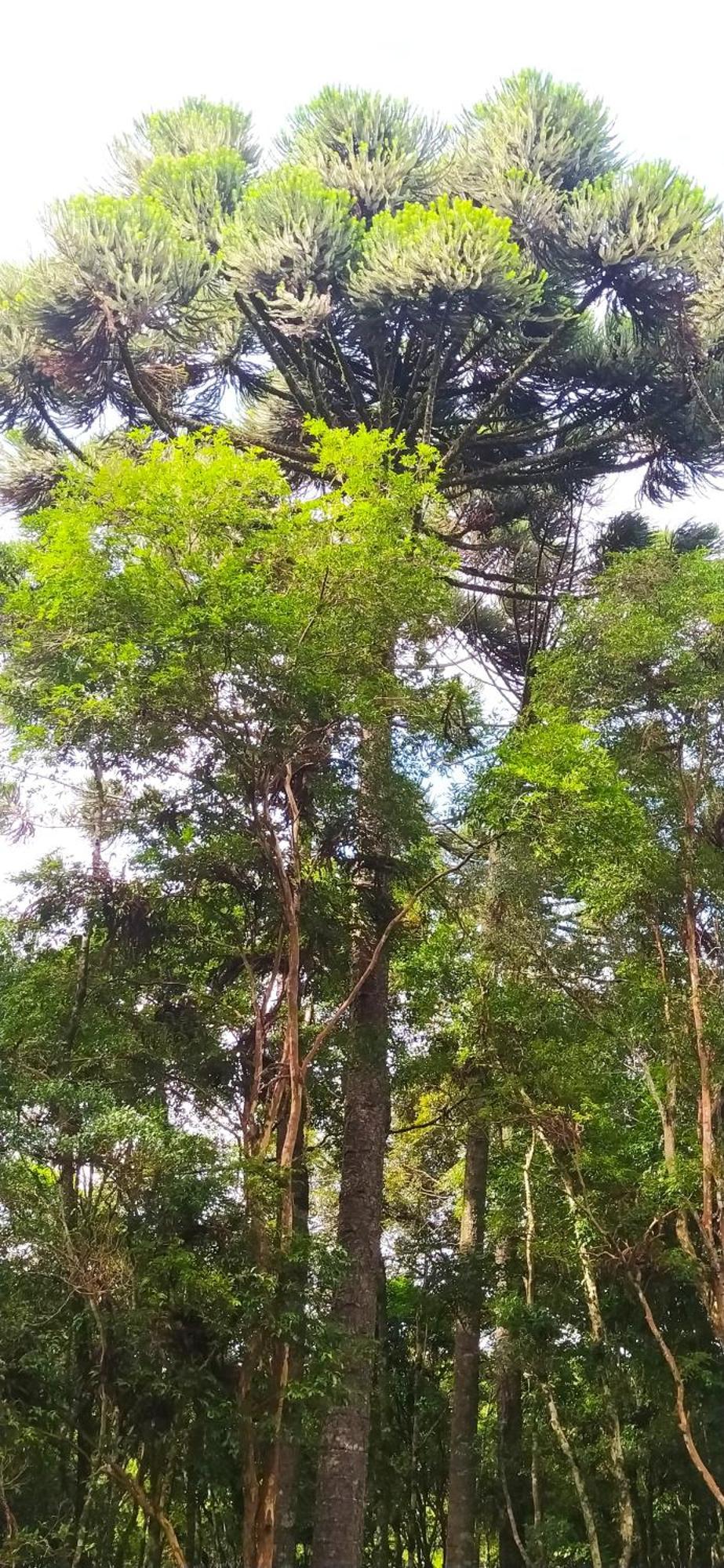 Chacara Rancho Paraiso Piraquara Dış mekan fotoğraf