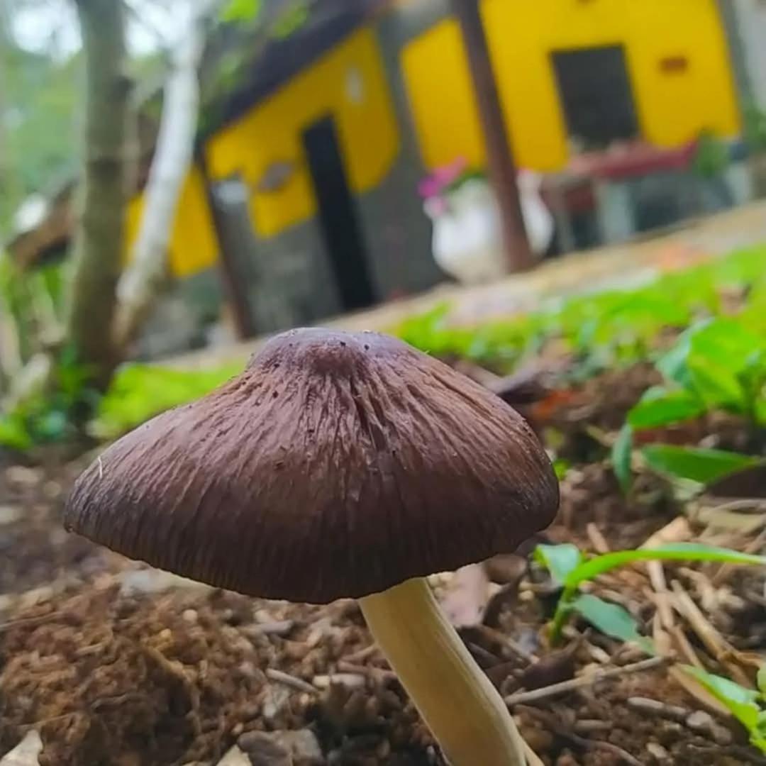 Chacara Rancho Paraiso Piraquara Dış mekan fotoğraf